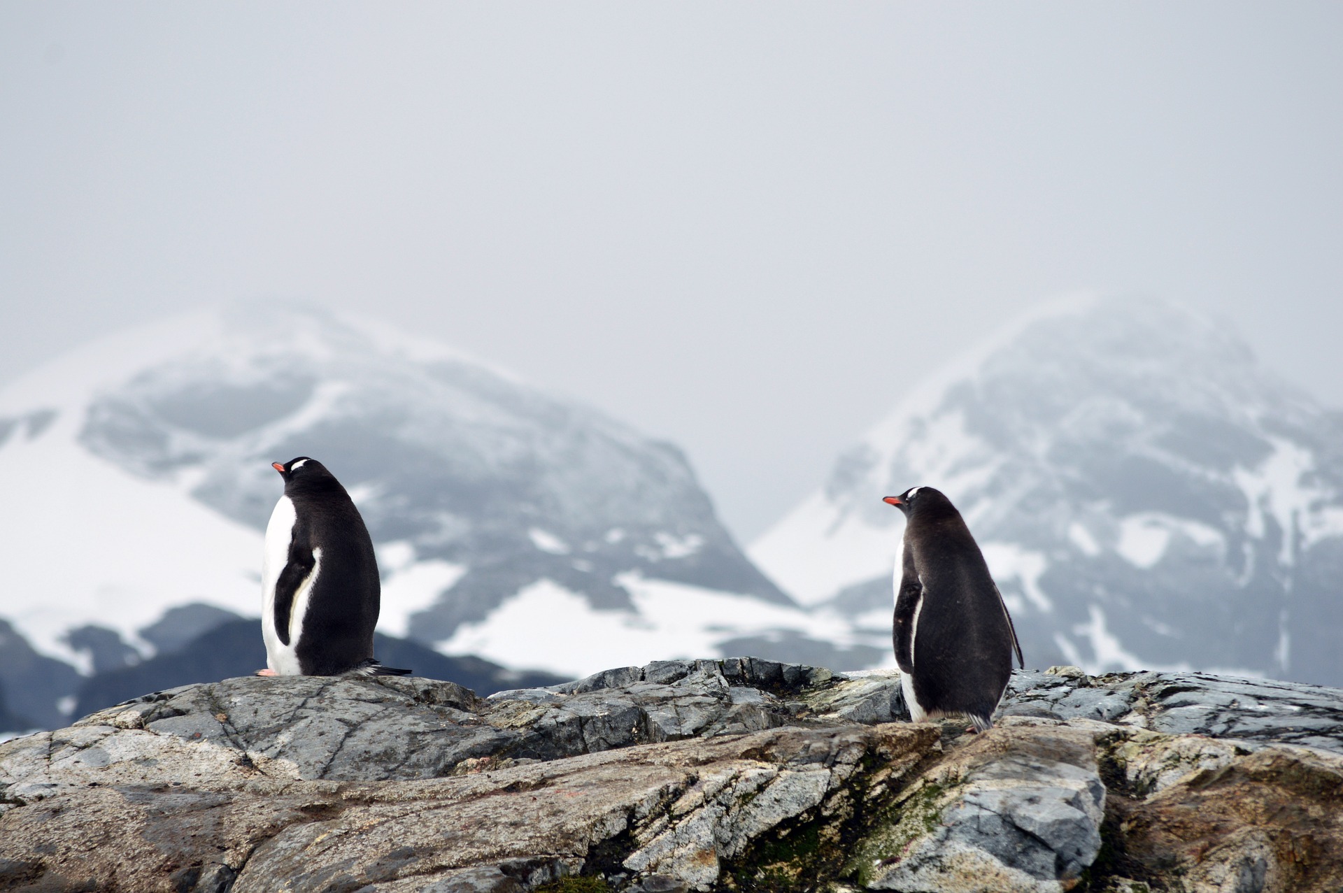 pinguini antartide